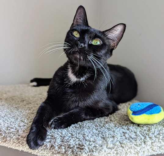 Photo of Tinkerbell (Peter Pan Litter)