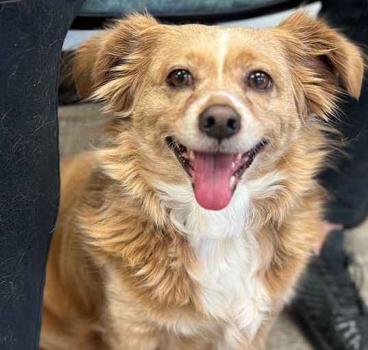 Photo of Buttercup