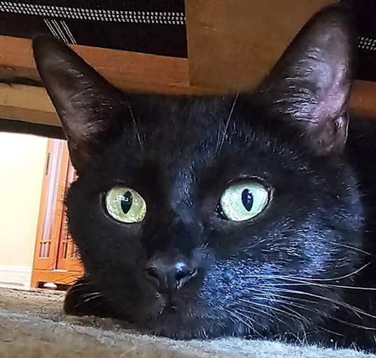 Photo of Sumo