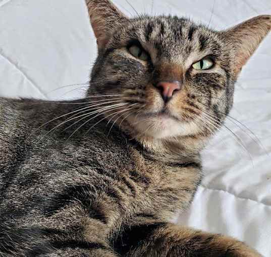 Photo of Brownie
