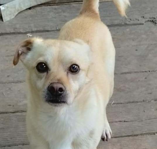 Photo of Curly