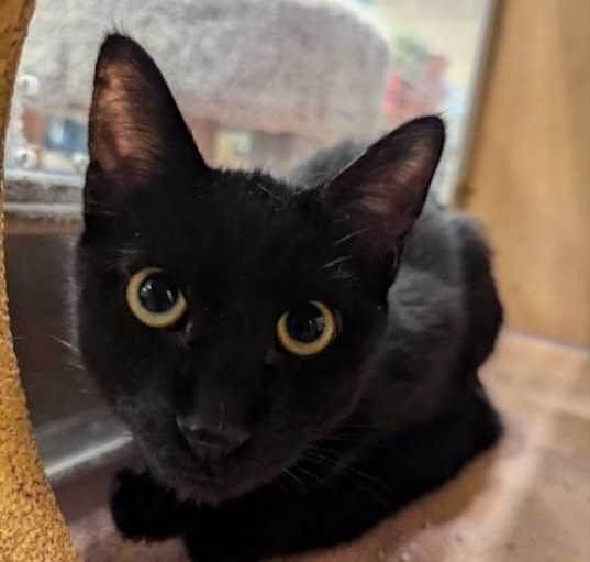 Photo of Nugget
