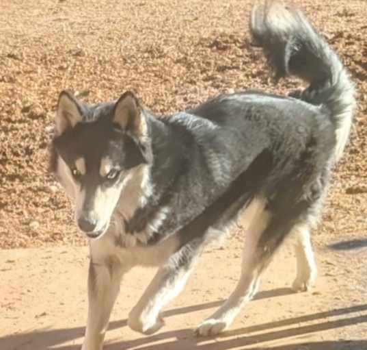 Photo of HUSKER
