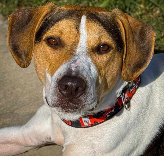 Photo of Tucker