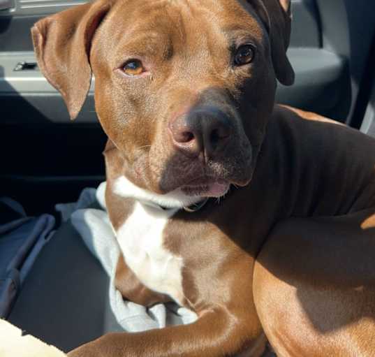 Photo of Shadow