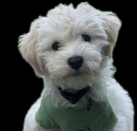 Photo of PENDING: Maverick