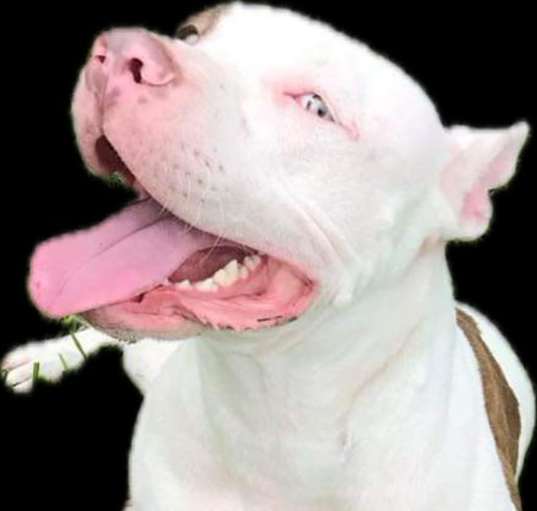 Photo of Sheba