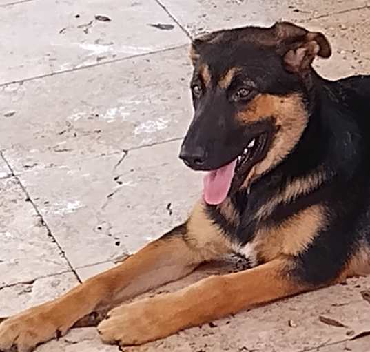 Photo of Brewski