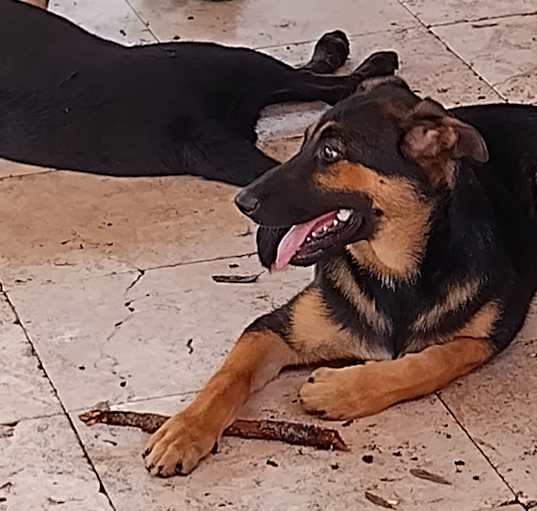 Photo of Brewski