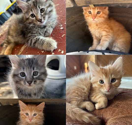 Photo of KiKi, Nigel, Bonnie, TomTom Spanky, Tigra/Tiggy, Cheddar O"Leary