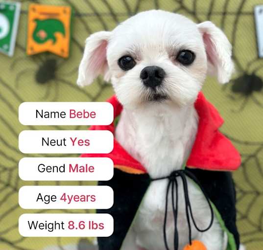 Photo of Bebe (D)