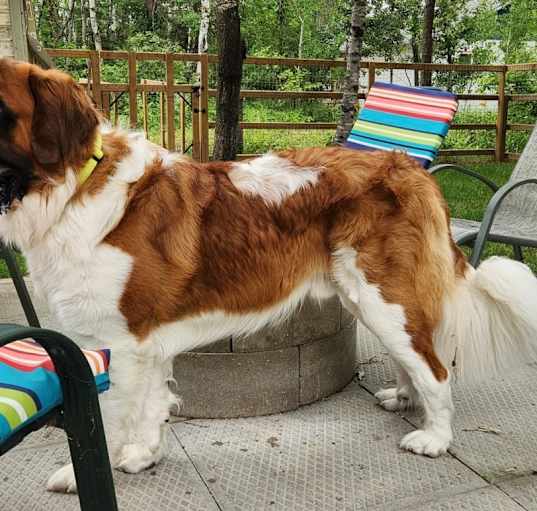 Photo of Moose