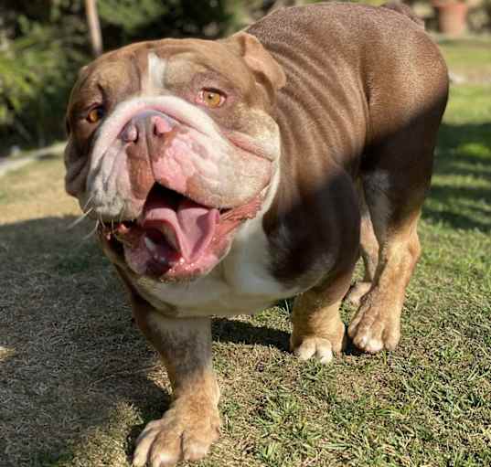 Photo of Emett