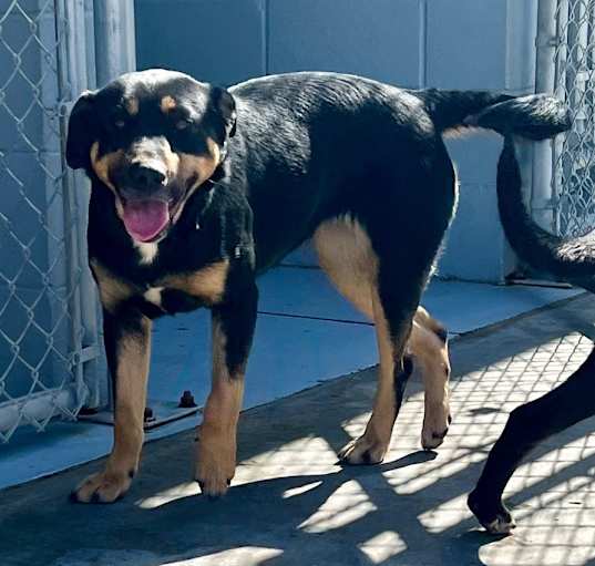 Photo of Lacey