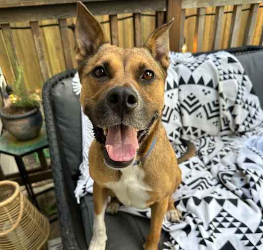 Photo of Nala