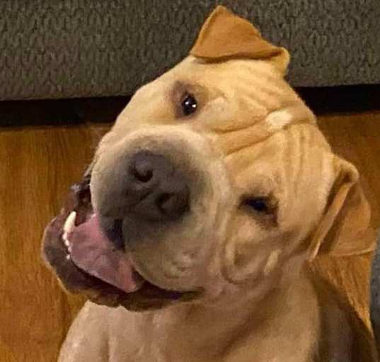 Photo of Ruckus