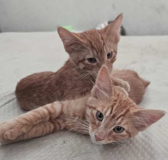 Photo of Beetlejuice and Goose