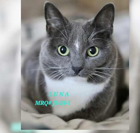 Photo of Luna