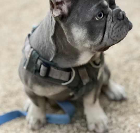 Photo of Puppy C