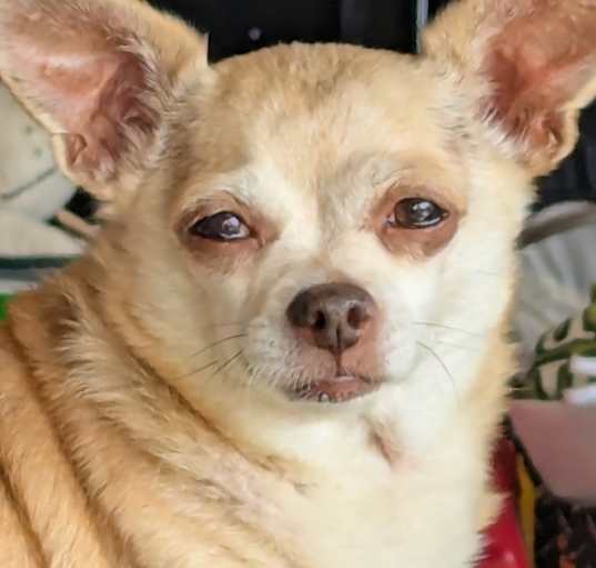 Photo of Little One