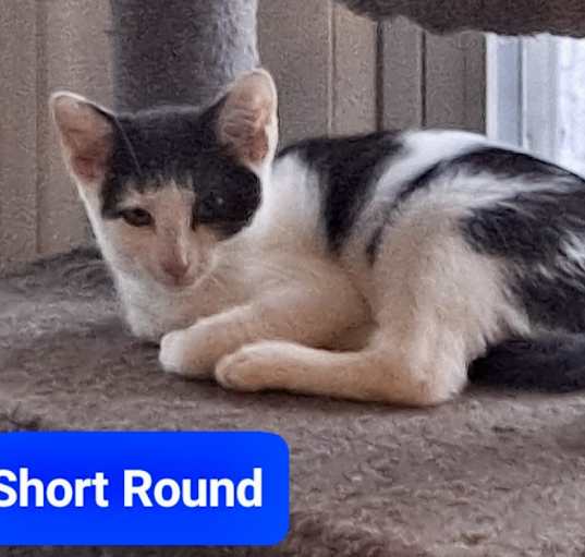 Photo of Short Round