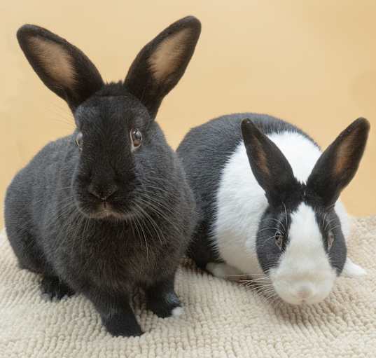 Photo of Larry (& Bob) - bonded pair