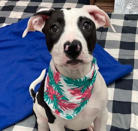 Photo of Onyx