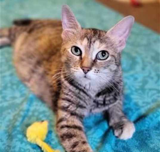 Photo of Tetra