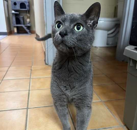 Photo of Bongo