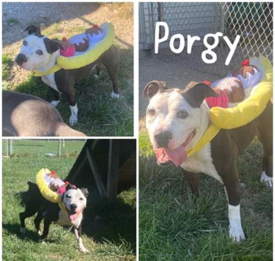 Photo of Porgy