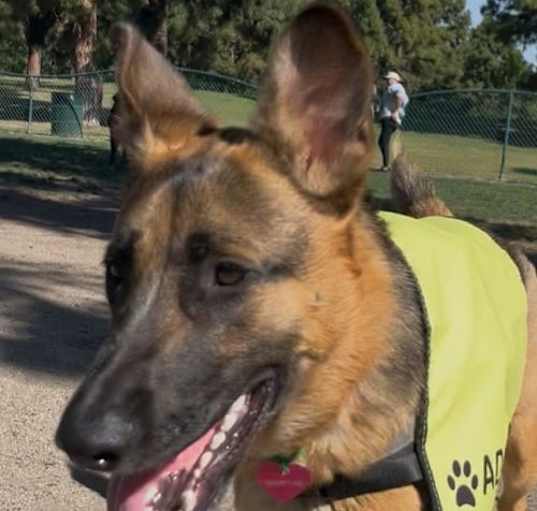 Photo of Daisy Jean CP - Adopt Me!