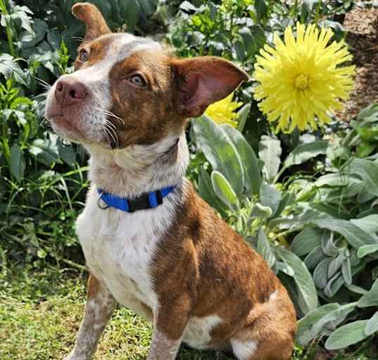 Photo of PUPPY ERNIE