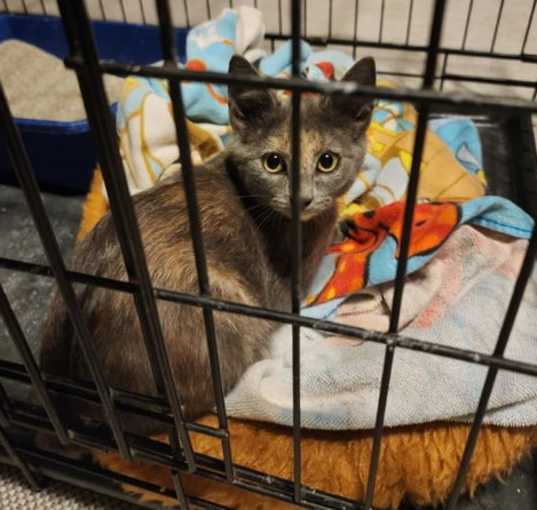 Photo of CAT Effie H-Litter
