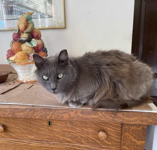 Photo of Bella