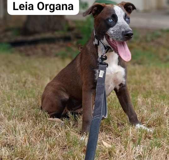 Photo of Leia