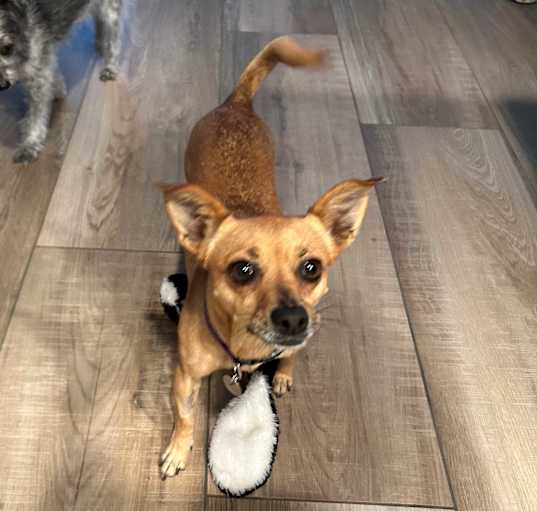 Photo of Daisy