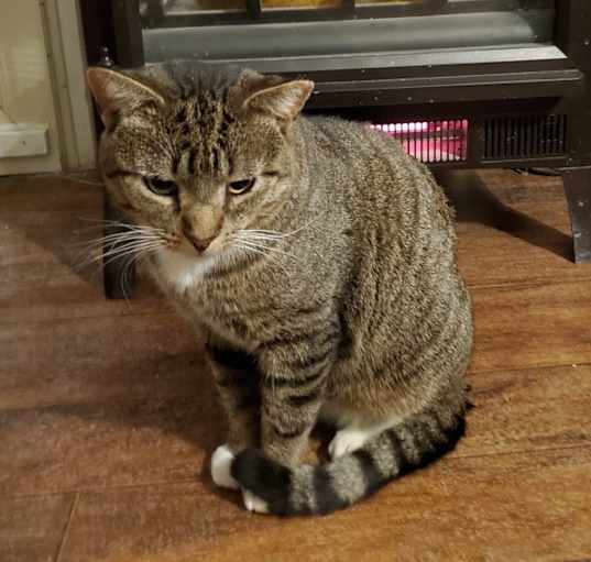 Photo of Maple