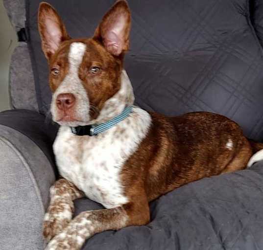 Photo of PUPPY ERNIE