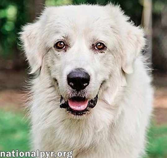 Photo of Griff in TN - Enjoys Lazy Walks!