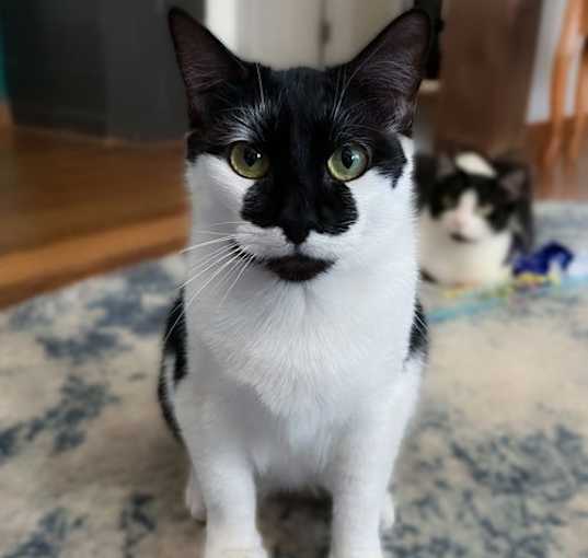 Photo of Spade