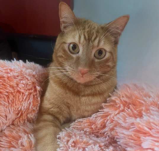 Photo of Henry