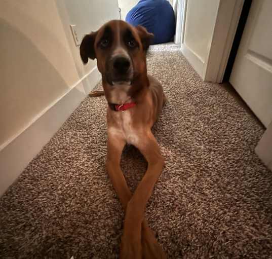 Photo of Remi