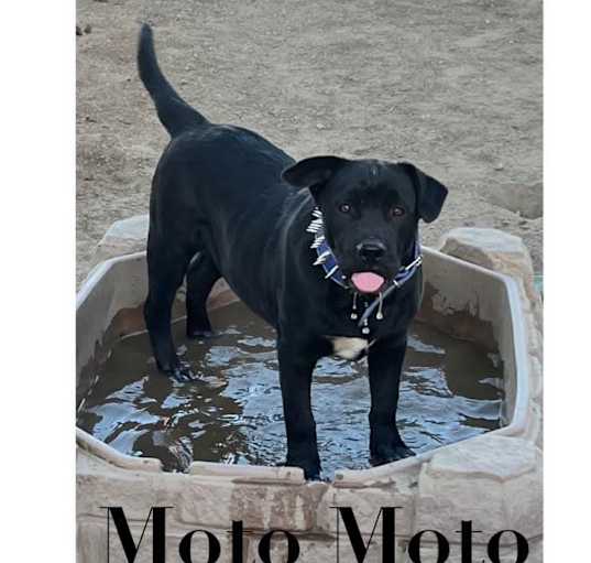 Photo of Moto Moto