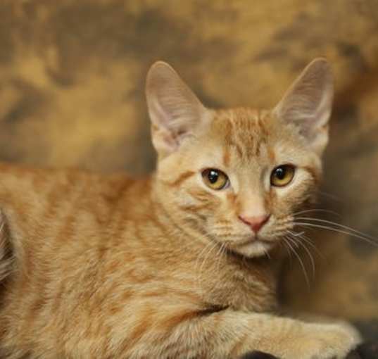 Photo of Kitch (FeLV+)