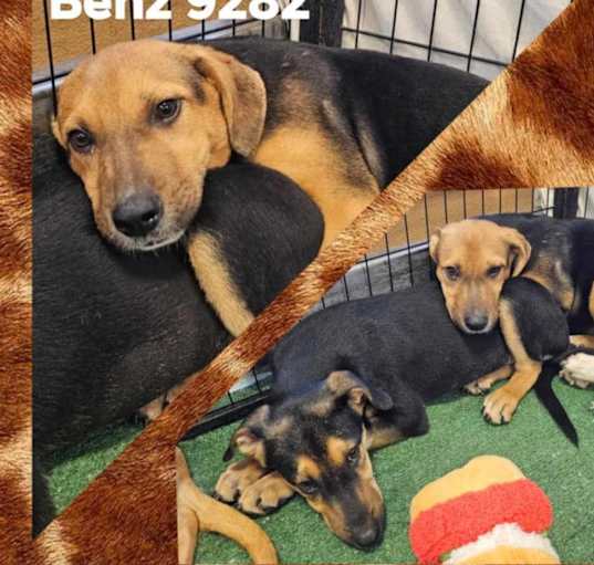 Photo of Benz