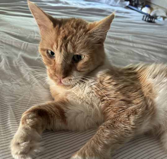 Photo of Lucky