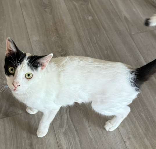 Photo of Hamanni