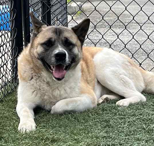 Photo of Rosie