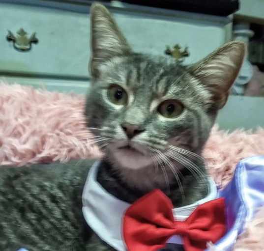 Photo of Archie