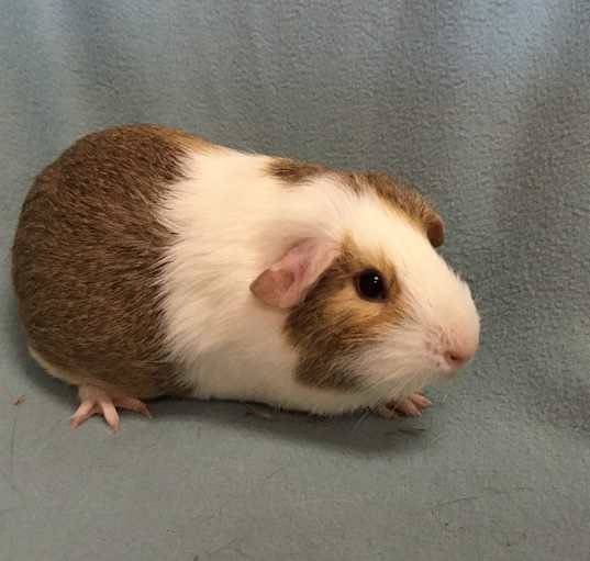 Photo of Arianate